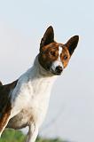 BASENJI 044